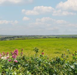 A view of fields and flowers at Hillcroft Bungalow in Daymer Bay