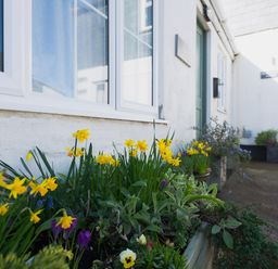 A flower bed with yellow daffodils and purple flowers by a window on a white building exterior at Sea Glimpses in Port Isaac
