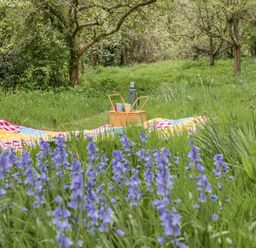A picnic blanket with a basket and thermos in a grassy area with purple flowers and trees at Saint Pancras Chapel in Washford near Williton
