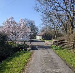 A country road leading to a white house with a flowering tree and a stone building with green doors at Carreg Cennen Cottage in Llandeilo