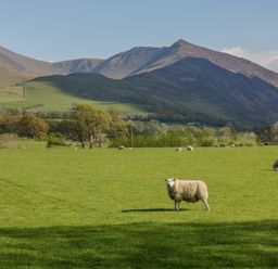A green field with sheep grazing and hills in the background at Ashness in Bassenthwaite near Keswick