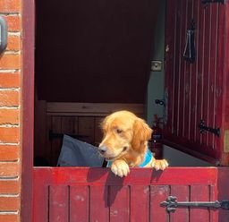 A dog looking out of a wooden door at The Hawthorns in North Molton