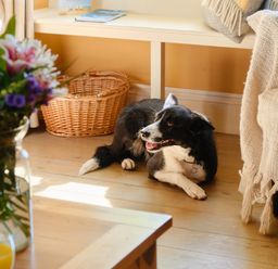 A dog lying on a wooden floor near a beige sofa with a blanket and a wicker basket in a living room at Higher Roskestal in St Levan near Porthgwarra