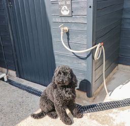 A black curly dog sitting on a concrete ground near a blue wooden wall with a hose and a tap at Teifi Villa in St Dogmaels