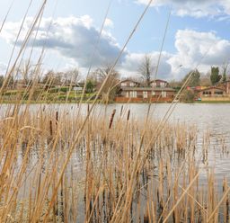 A lake with tall dry reeds in front of wooden lodges and trees at Elim in South Lakeland Leisure Village near Tewitfield