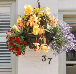 A hanging basket with red yellow and purple flowers outside a building with number 37