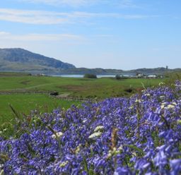 A field of purple flowers with green grass and hills with water in the background at Ardlarach Lodge in Cullipool Isle Of Luing