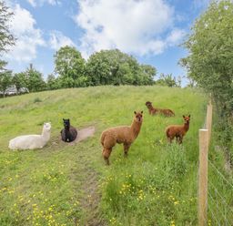 A grassy field with six alpacas near a fence and trees at Cartron Cottage in Ballintubber County Mayo