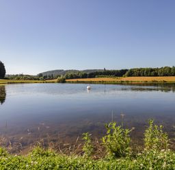 A pond with a swan in the middle surrounded by fields and trees at Ailsa Craig in Hillhampton Great Witley