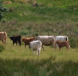 A group of cows and calves grazing in a grassy field with trees in the background at Peters Farmhouse in Cookstown