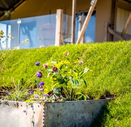 A metal planter with purple and pink flowers on a grassy lawn at Semira Tent Lodge in Blackawton