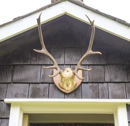 A deer antler mount above a doorway on a dark shingled exterior wall at Henllys Lodge in Newport Pembrokeshire