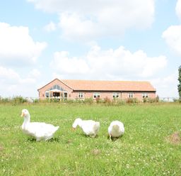 Three white geese standing on grass in front of a brick building with a triangular glass window at The Mulberry, nr Bungay