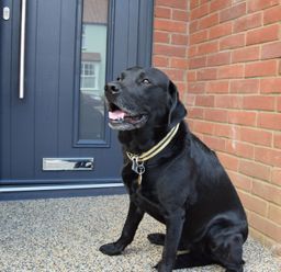 A black dog sitting outside a blue front door next to a brick wall
