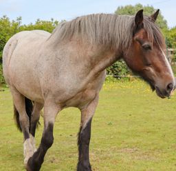 A horse standing on grass in a fenced outdoor area with bushes in the background