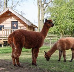 Two alpacas standing and grazing on grass near a wooden cabin in a fenced area with trees in the background at Duck Lodge in Bedale
