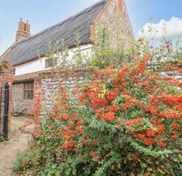 A stone and brick garden wall with red berries and plants in front of a thatched roof house at Manor Farm House in Bacton