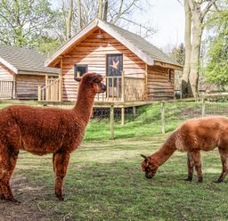Two brown alpacas in a fenced grassy area with wooden cabins and trees in the background at Pheasant in Bedale