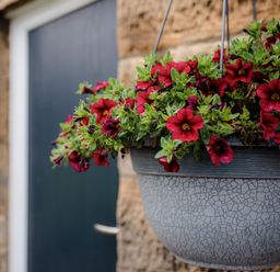 A hanging flower pot with red flowers in front of a dark blue door and stone wall at Bilton Farm Cottage No1 in Alnmouth