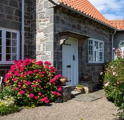A stone house exterior with white doors and windows surrounded by flower bushes at Mid Cote Shoreston near Bamburgh