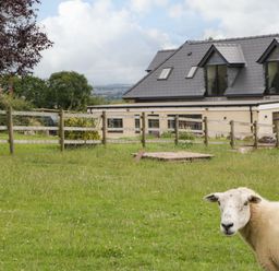 A sheep in a fenced grassy area with a house and trees in the background at Palace Farmhouse in St Weonards