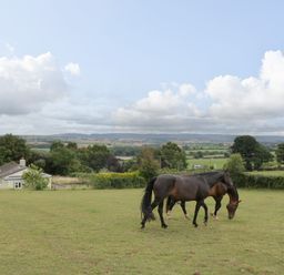 Two horses grazing in a green field with a small house and trees in the background at Palace Bungalow in St Weonards