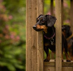 A dachshund dog with a purple collar standing between wooden railings outdoors
