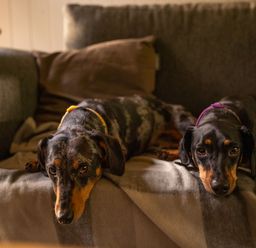 Two dogs lying on a couch covered with a blanket at Lodge 15 in Corfe Castle
