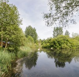 A pond surrounded by trees and bushes with a wooden shed on the left side at Kingfisher in Dunchurch