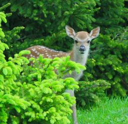A deer partially hidden by bushes at No Deer in Ashbourne