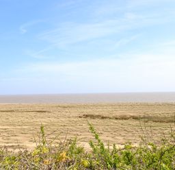 A coastal view with sand dunes and sea plants under a blue sky at Gull Cottage in Kessingland