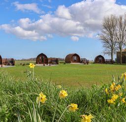 Wooden camping pods lined up on a green lawn with yellow flowers in the foreground and leafless trees in the background at Bouquet in Little Kelk near Bridlington