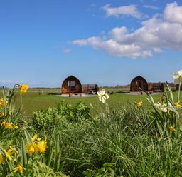 A grassy field with yellow and white flowers in the foreground and three small wooden cabins in the background at Husk Little Kelk near Bridlington