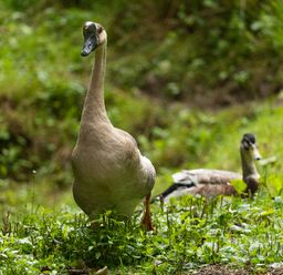 A goose standing on grass in front of a duck lying on grass at The Threshing Barn in Highampton
