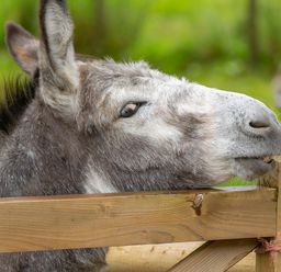 A close up of a donkey resting its head on a wooden fence outdoors