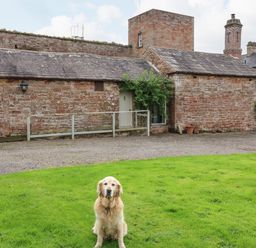 A golden retriever sitting on grass in front of a stone building at The Courtyard in Kirklinton near Longtown