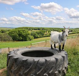 A goat standing on a large tractor tire in a grassy field with trees and hills in the background at Ty Cariad in Llangynin near St Clears