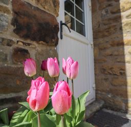 Pink tulips in front of a white door and stone wall at West Farm Cottage in Longhorsley