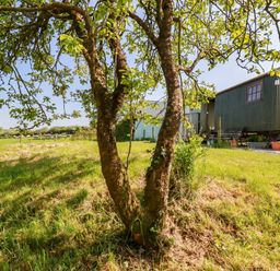 A tree in a grassy field with sheep and a dark green shepherd hut in the background at Puddle Duck Shepherds Hut in Crackington Haven