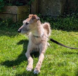 A dog lying on the grass in a garden at Wonderland Tweedmouth, Berwick-Upon-Tweed
