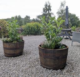 Two wooden barrel planters with green plants on a gravel patio with garden furniture and greenery in the background at The Dairy at Brackenthwaite Farm in Arnside