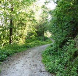 A dirt path winding through a forest with trees and green foliage on both sides at Railway Station Cottage in New Radnor near Kington