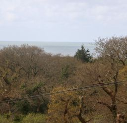 A view of trees with bare branches and some green foliage with the sea in the background at Y Goedlan in Tywyn