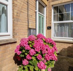 A green front door with windows on each side and a flowering bush with pink flowers in front at Blue Yonder in Weymouth