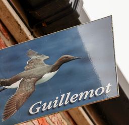 A sign showing a flying bird with the word Guillemot on a brick wall at Guillemot in Flamborough
