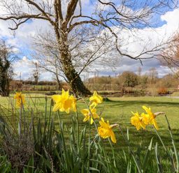 A garden with yellow daffodils trees and a brick building at Brook Farm in St Nicholas near Halesworth