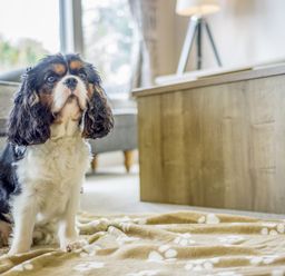 A dog sitting on a blanket in a living room at Lodge 72 at Riviera Bay Coastal Retreat Brixham