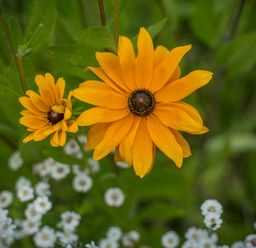 Yellow and white flowers in a garden at Collen in Aberaeron