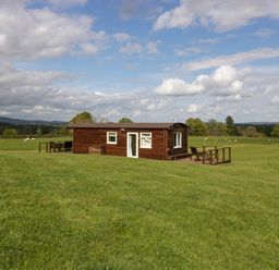 A wooden cabin with outdoor seating on a grassy field with sheep in the background at Poppy in Raglan