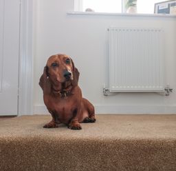 A brown dachshund dog sitting on carpeted stairs in a hallway with a radiator on the wall at Cotswold Outlet Coach House in Tewkesbury